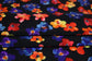 (Swim) Multi Floral Black