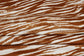 (DBP) Brown Tiger Stripes On White